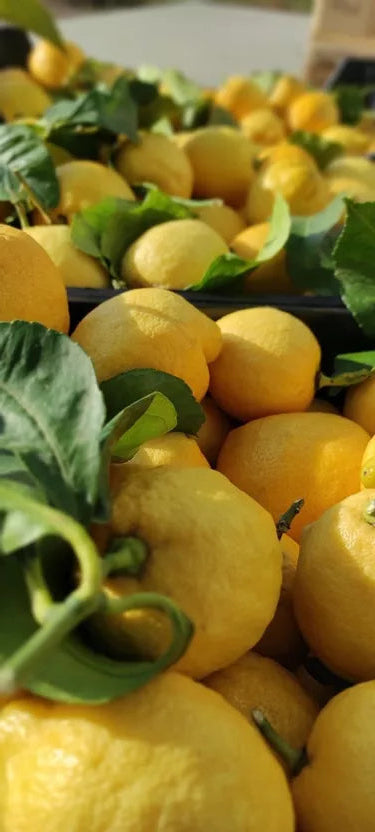 Mermelada Extra de Limón de Menton 220g - Les Confitures de la Hoube