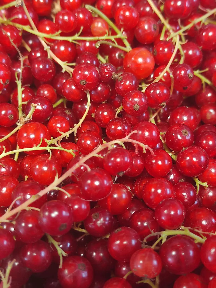 Gelée Extra Groseille 220g - Les Confitures de la Hoube