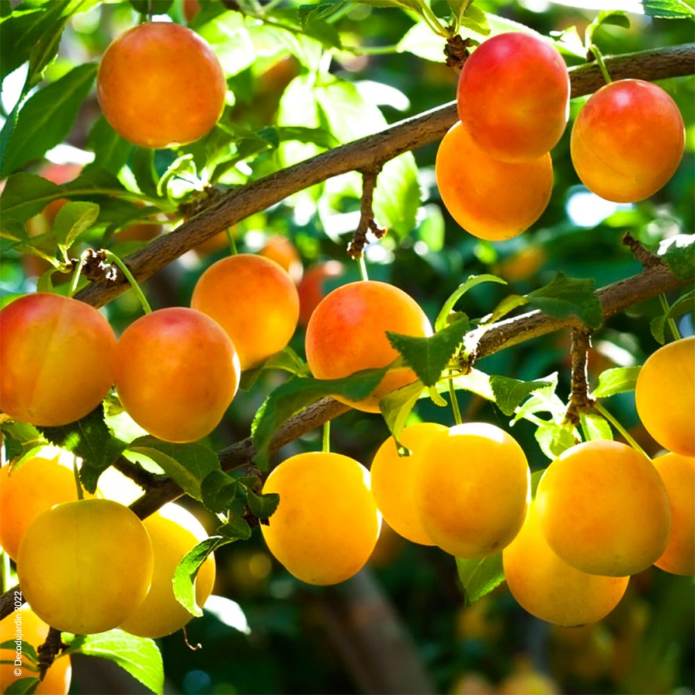 Confiture Extra Mirabelle de Lorraine - Les Merveilles en Provence