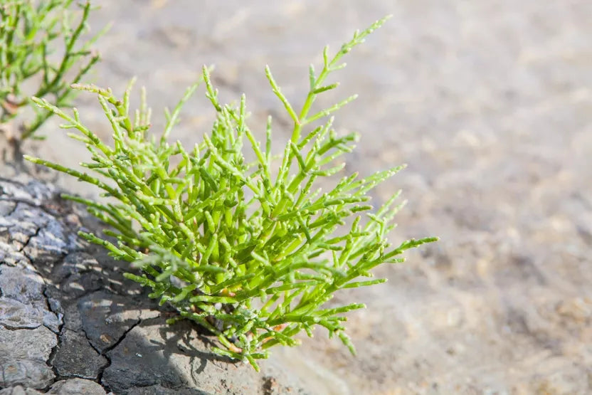 Samphire en adobo - 90g - L'Atelier du Sel- Morel et Le Chantoux